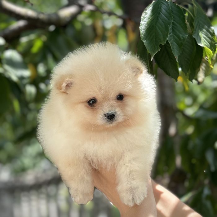 лялькова дівчинка тип ведмедика