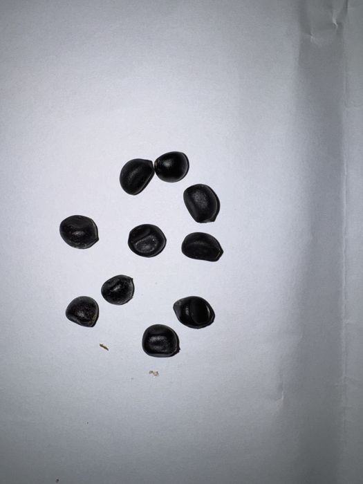 Nasiona piwonia drzewiasta