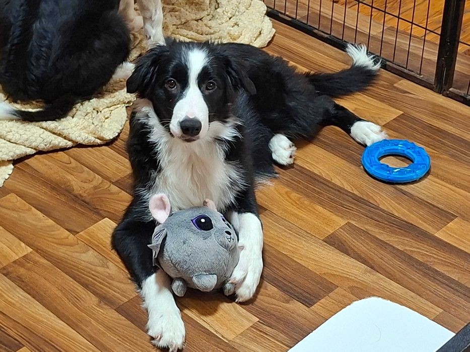 Border Collie piesek czarno -biały szczeniak wyjątkowy