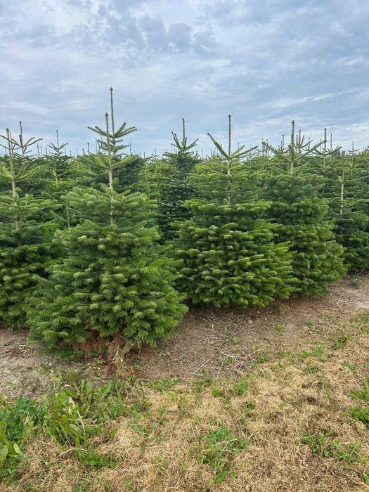 Choinki najwyższej klasy (duńska jakość)