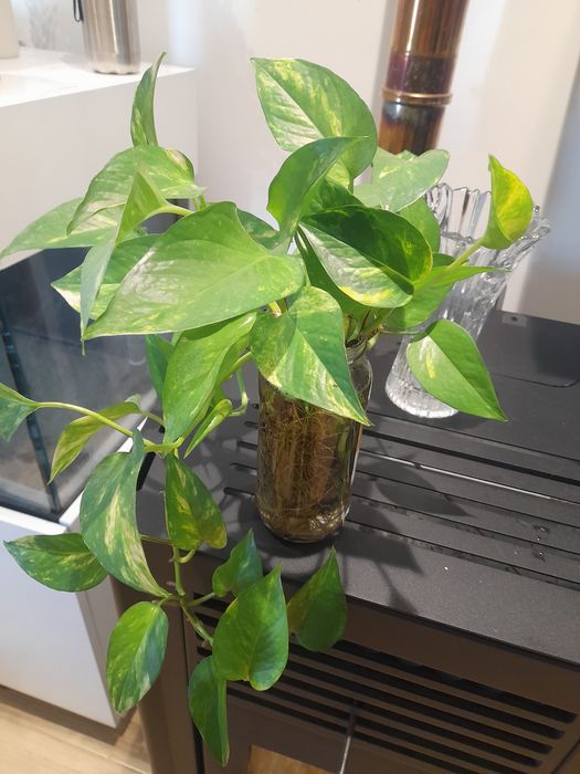 Várias pés de planta cobra natural já com raízes para plantar