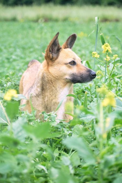Edek pilnie szuka domu