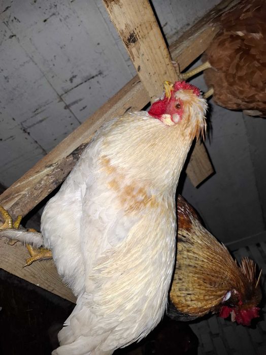 Sprzedam koguty z wiosny 2025 roku