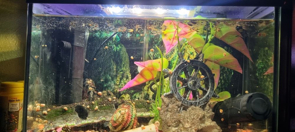 Guppys peixes de aquario