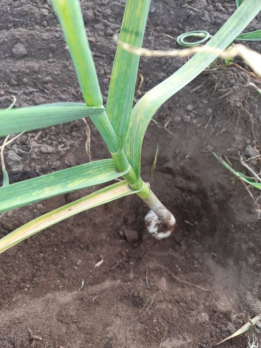 Czosnek Polski odmiana harnaś