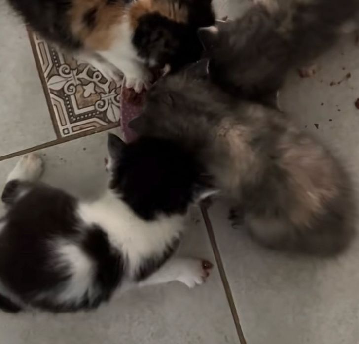 котики в люблячу сімʼю