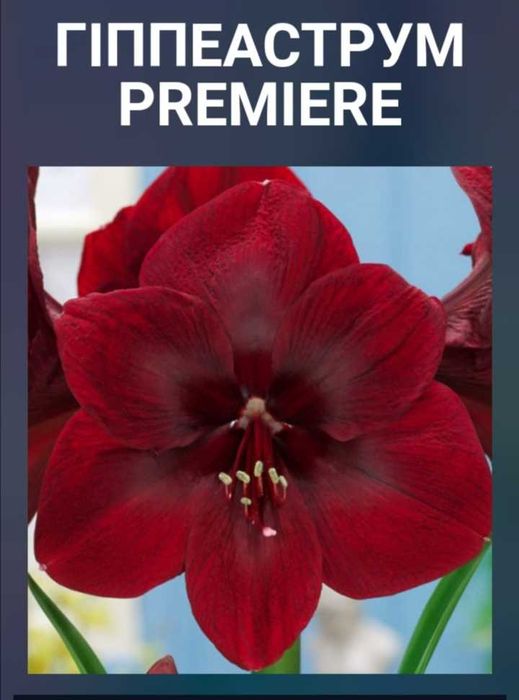 Амараліси/гіпеаструми