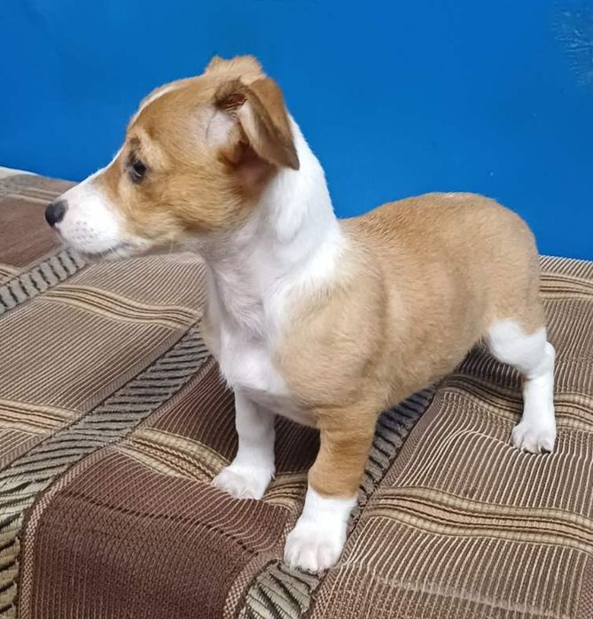 Маленька дівчинка для квартири