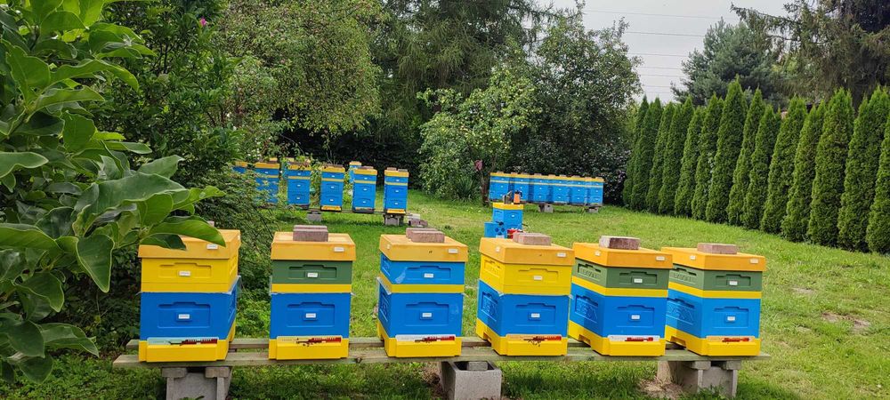 Wczesne ODKŁADY MAJOWE 2026 Rok i RODZINY Pszczele - Pasieka PRADAWNA®