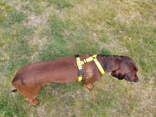 szelki guard sunka basic dla psa m-l