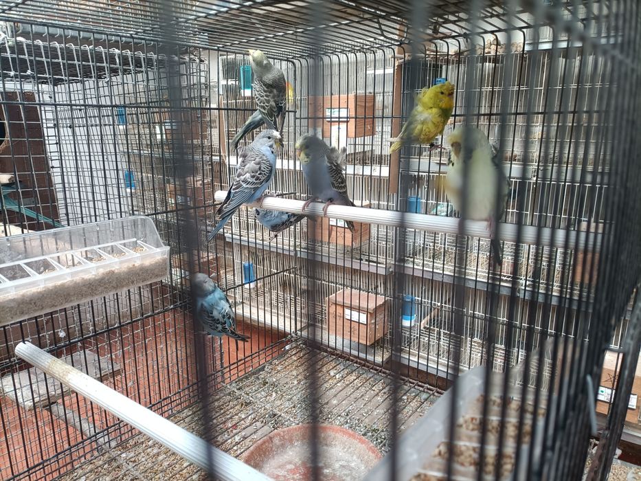 Tenho vários periquitos hagoromos