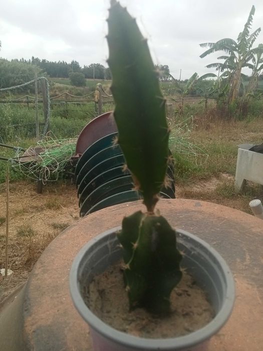 Pitaya para venda