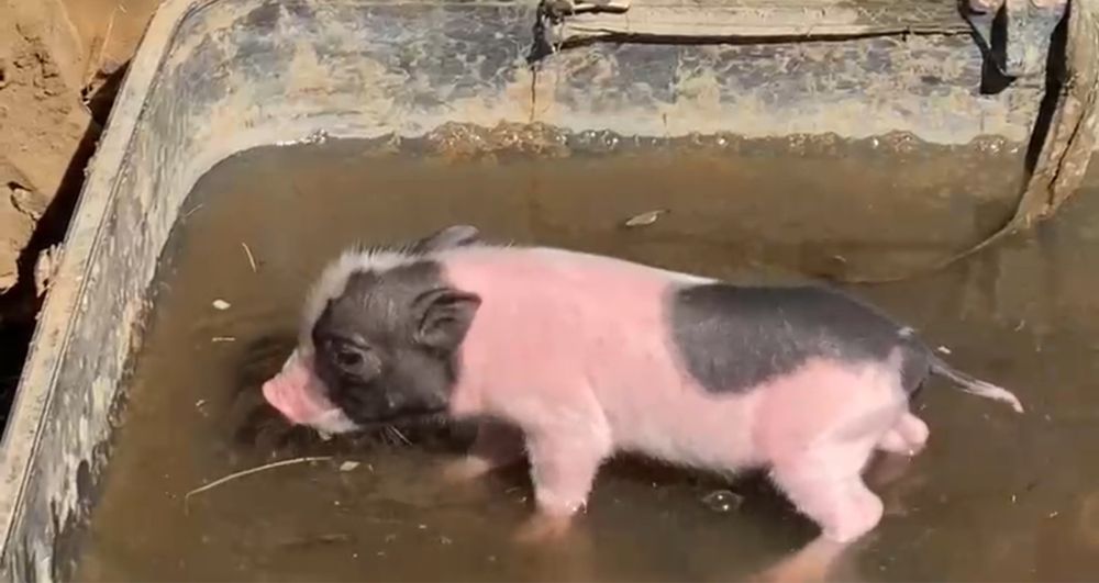 Mini Pigs para estimação