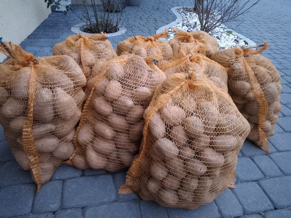 Ziemniaki jadalne Melodia