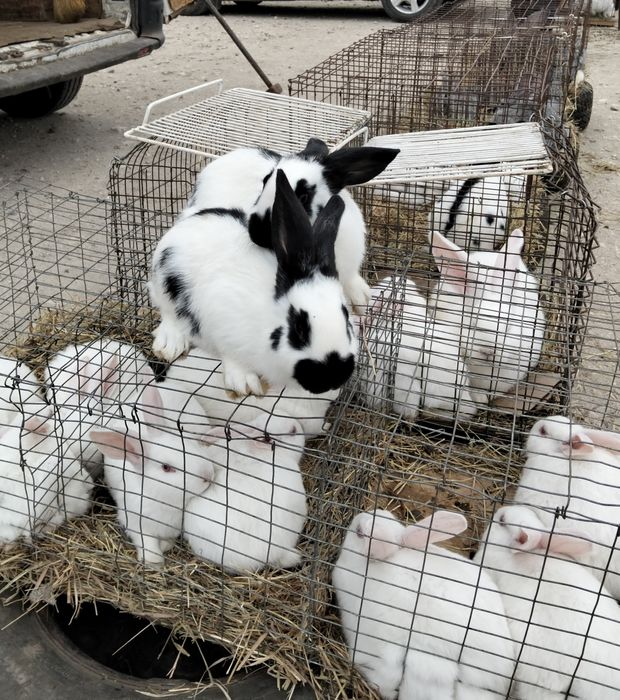 Кролики Термонська біла, Європейська шиншила, Строкач. Різний вік, цін