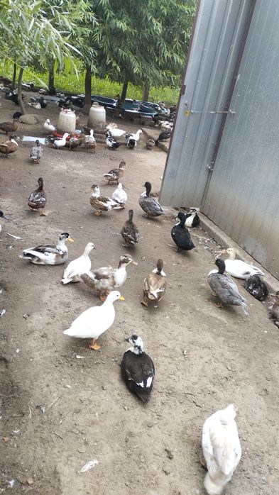 Kaczuszki Call duck