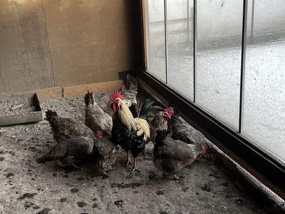 Бірківська барвиста інкубаційні яйця