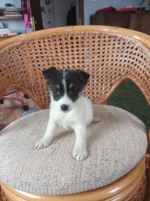 Jack Russell Terrier