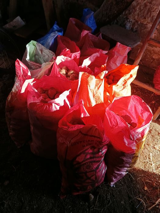 Віддам картоплю середня і дрібна