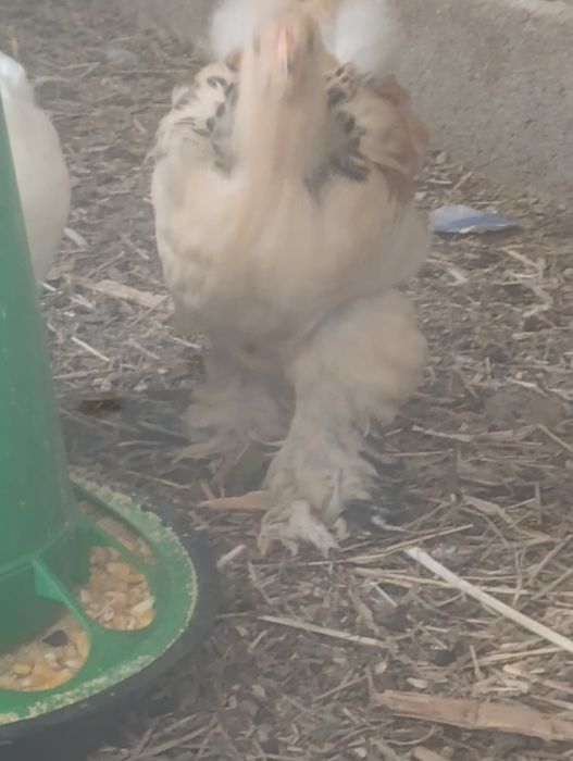 Vendo frangos de raça