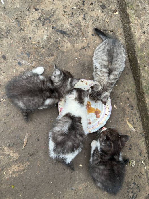 Котики безхатьки яких покинули