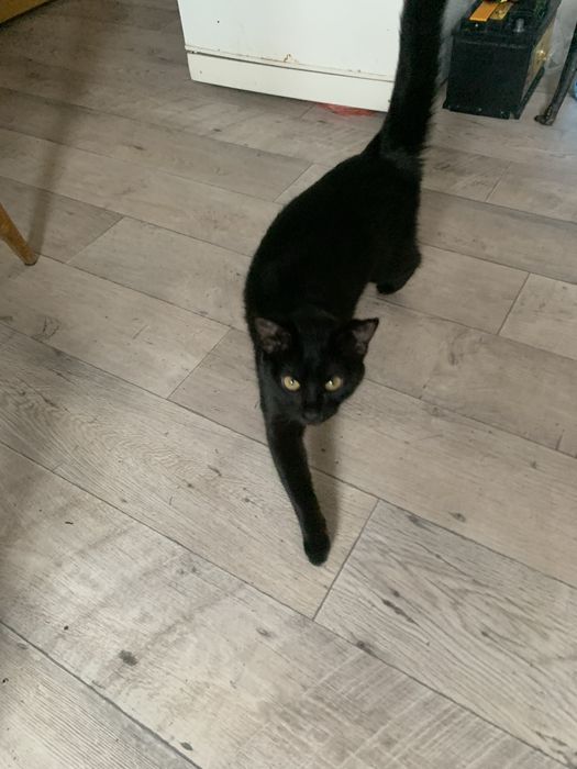 Отдам в хорошие руки кошечку