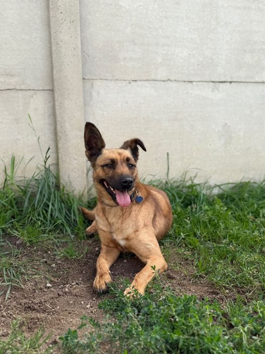 Tusia suczka do adopcji