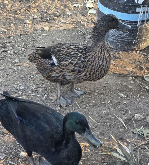 Patos e aves ( casal ) adultos com postura.