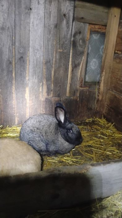 Sprzedam samce i samice