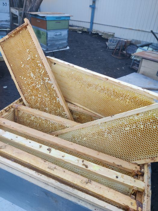 Рамки пчелиные 145 и 300.Сушь.Вощина