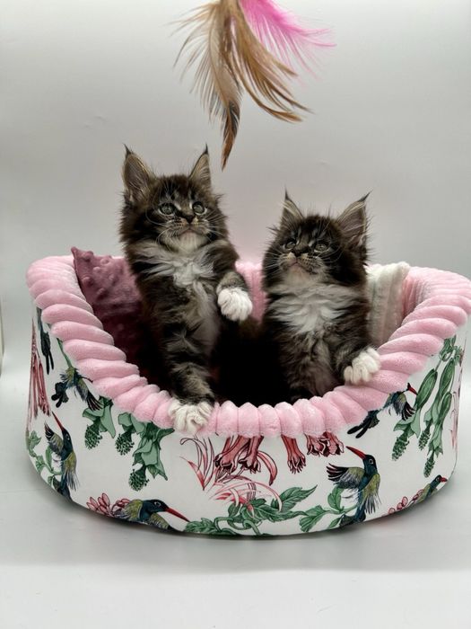 Мейн кун девченки