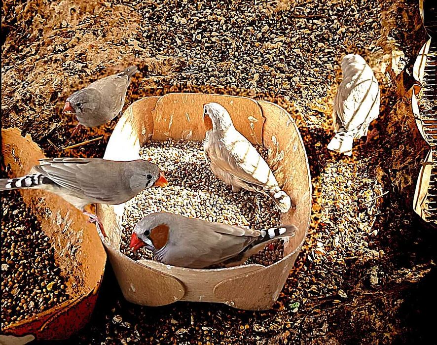 Mandarins e Agapornis Adultos / Machos e Fêmeas / Ótimos Reprodutores