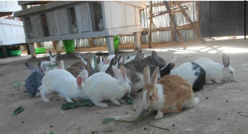 Vendo Coelhos 3/4meses
