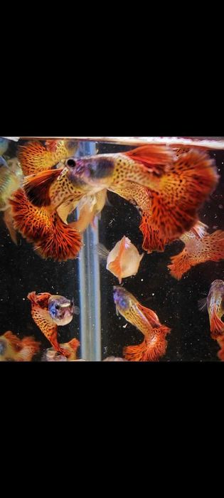 Gupik gupiki Metal Red Lace