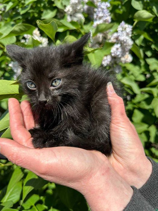 Кошеня, 1,5 місяців. Дівчинка в люблячу родину.