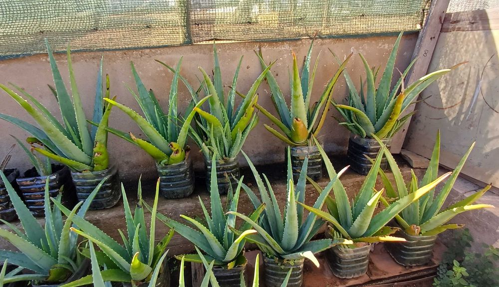 Aloe Vera (em vaso)