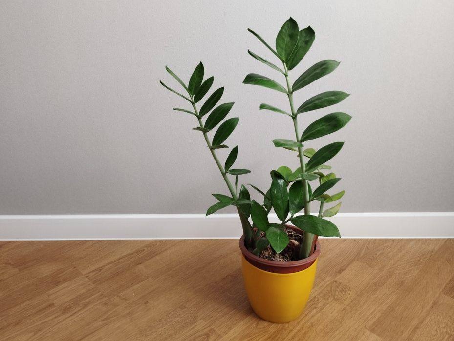 Заміокулькас з глянцевим листям від 250 грн