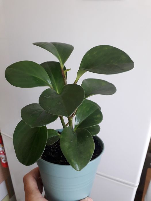 Цветы для дома и для офиса.