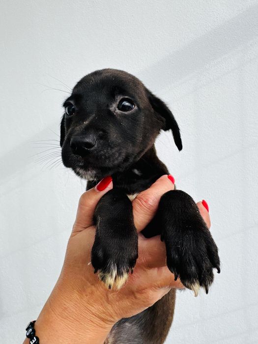 Caezinho bebes para adopção