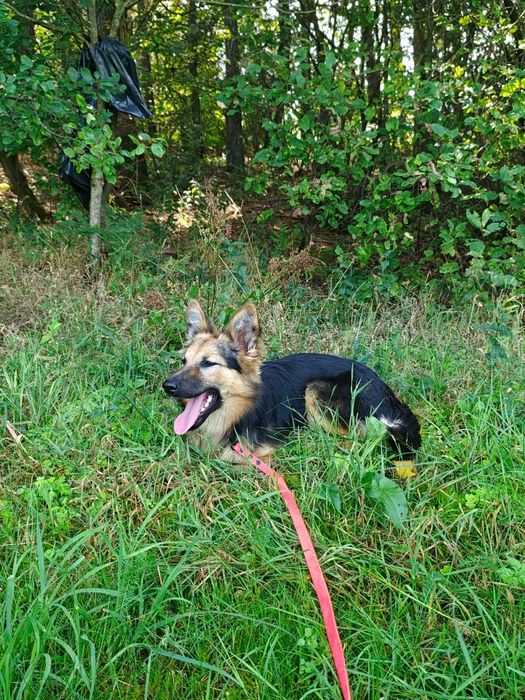 Xenia do adopcji