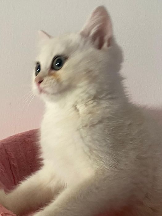 Gato Scottish straid