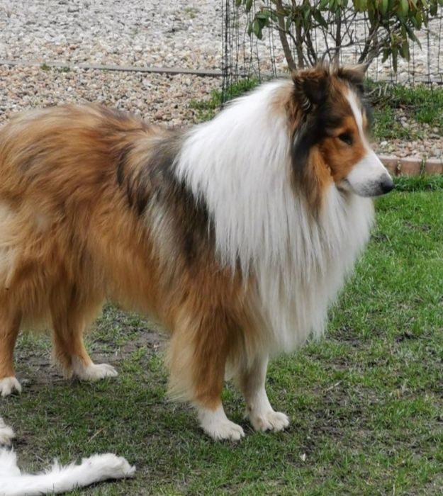 Owczarek szkocki Collie długowłosy SUNIA