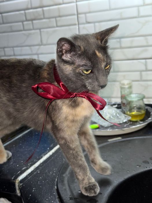 Надвірна, Кицька шукає своїх господарів:)