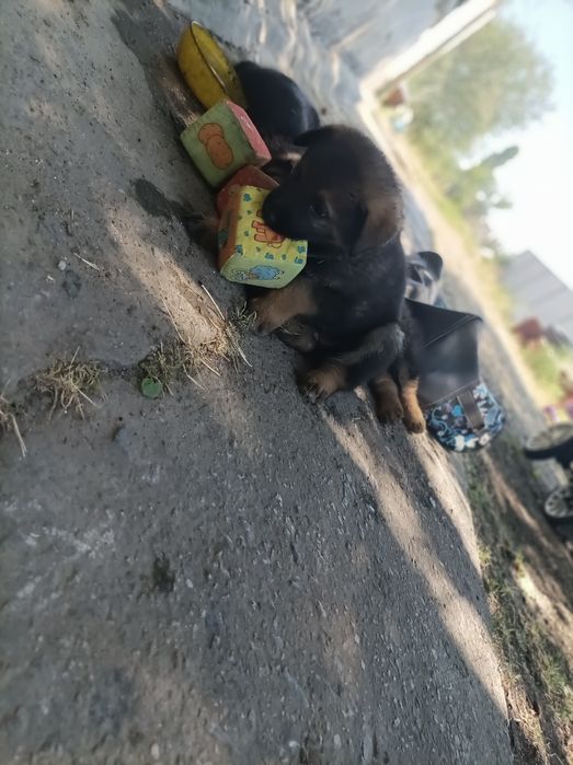 Продам щенков немецкой овчарки