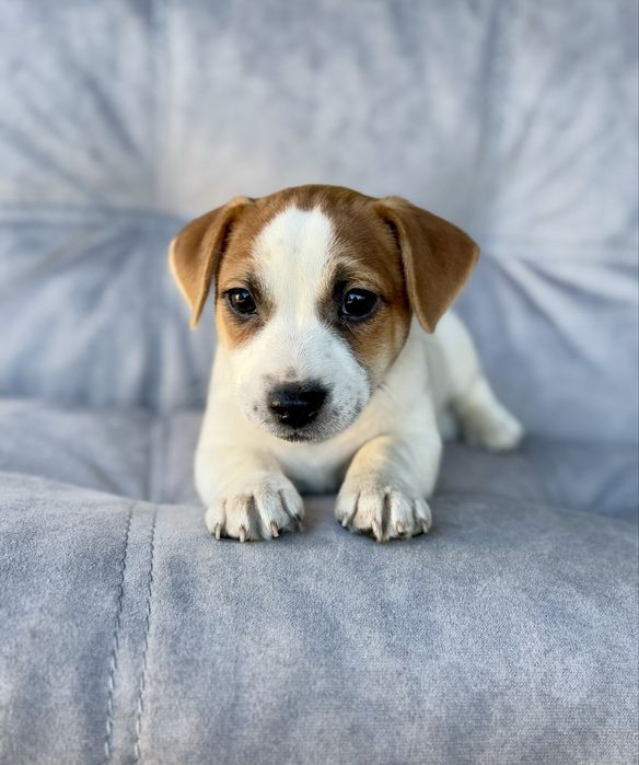 Хлопчик Джек Рассел КСУ /q521