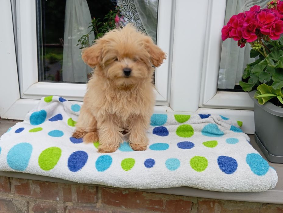 Maltipoo suczka Toy