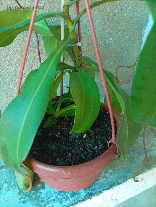 Plantas carnívoras