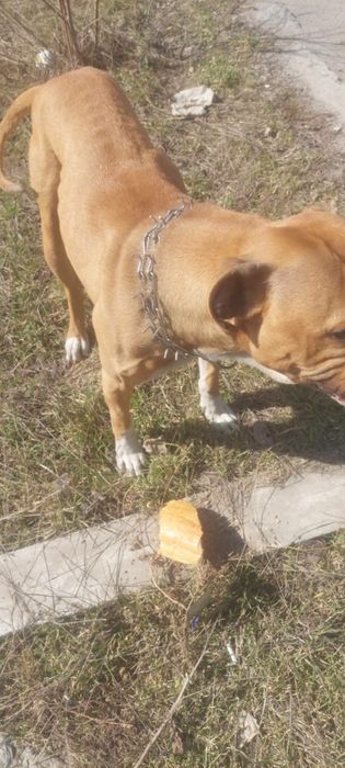 Замечена собака Осипенковский