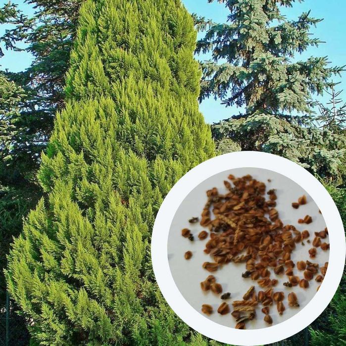 Кипарис насіння (4 види) кипарисовик семена хвойних є безкошт доставка