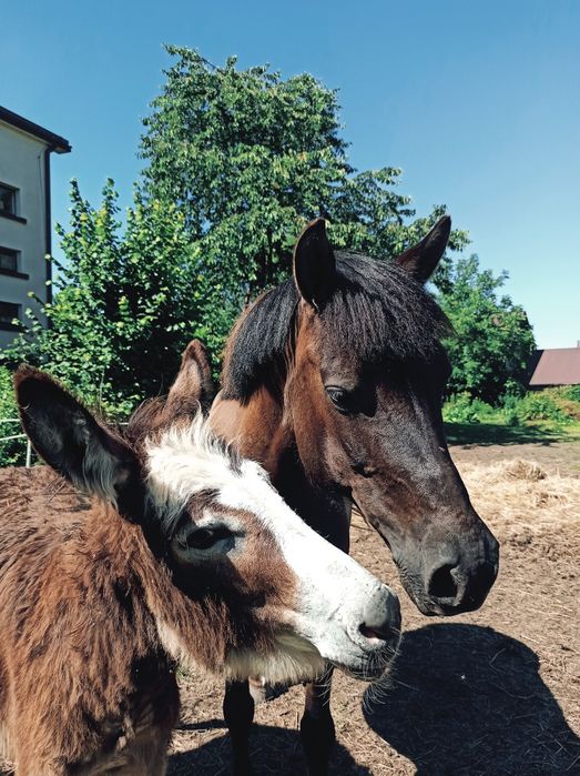 Klacz hucuł huculska kuc